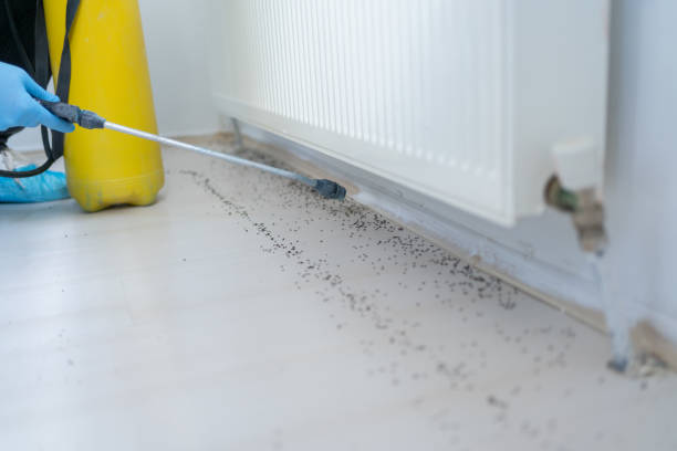 Best Pest Prevention Services  in Mammoth, AZ